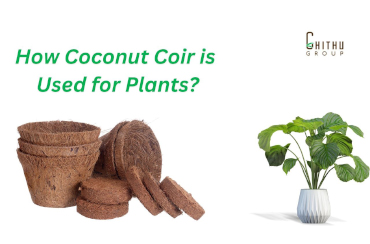 How Coconut Coir is Used for Plants