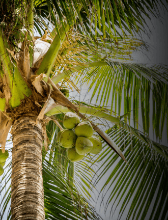 Coconunt in the coconut tree