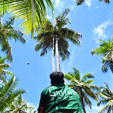 Coconut Harvesting in our farm land
