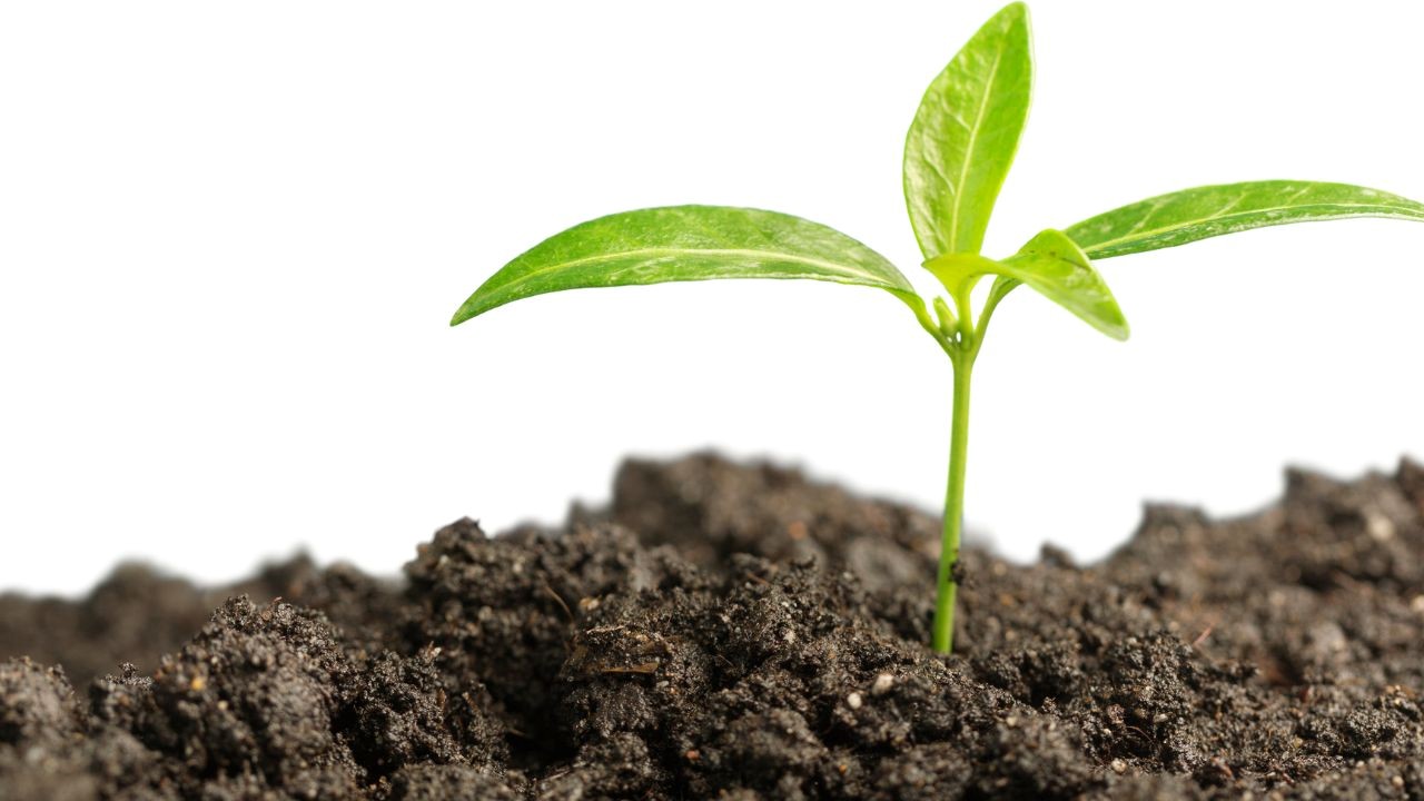 Coco Peat vs. Traditional Soil: Which is Better for Plant Growth?
