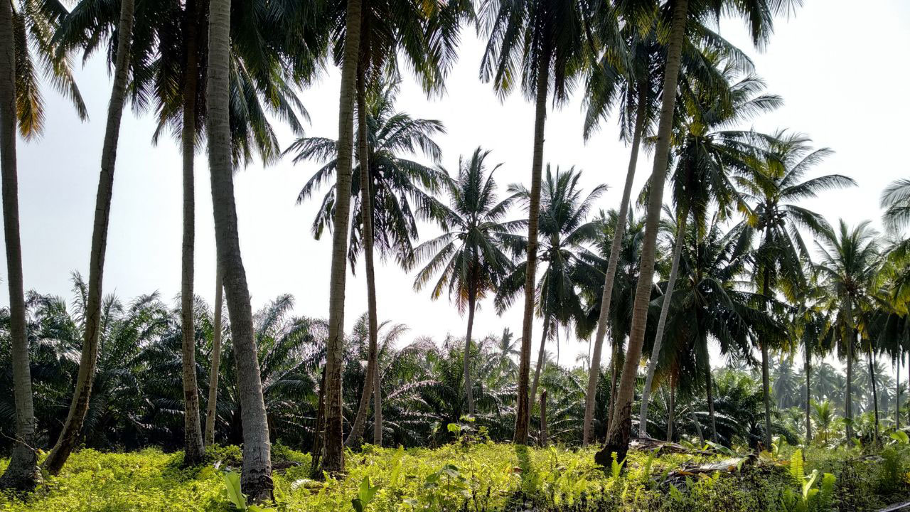 Coconut Tree Varieties in India
