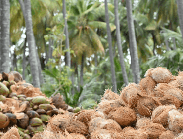 Raw Coconut & Fresh Coconut