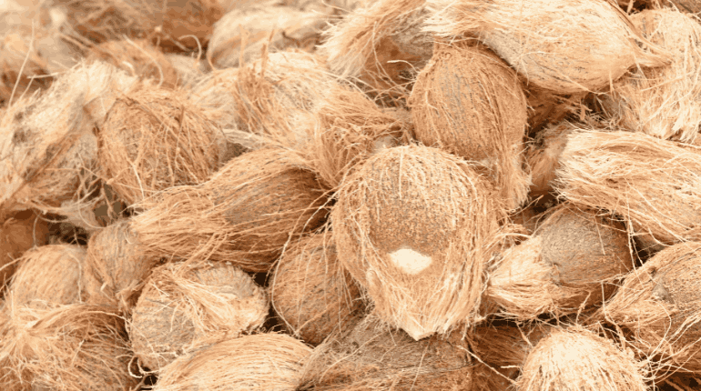 Fresh Coconut Exporter From India - Chithu Group