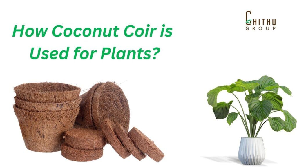 The image represents coco peat and plants in white background