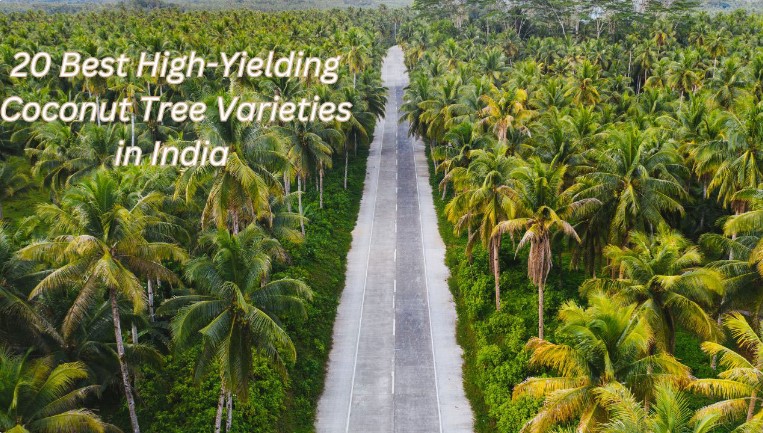 Coconut Tree Varieties in India